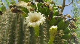 Saguaro Cactus Blossom Wallpaper For PC