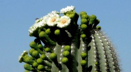 Saguaro Cactus Blossom Wallpaper Free