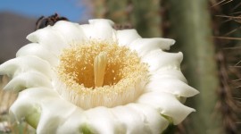 Saguaro Cactus Blossom Wallpaper Full HD#1