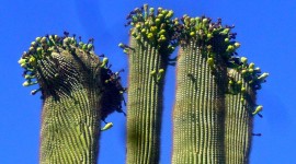 Saguaro Cactus Blossom Wallpaper Full HD#2
