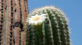 Saguaro Cactus Blossom Wallpaper HQ#1