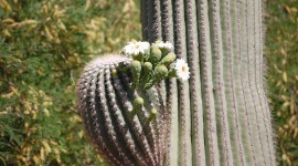 Saguaro Cactus Blossom Wallpaper#1
