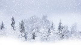 Snowy Winter Wallpaper HD