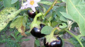 Solanum Melongena Photo Download