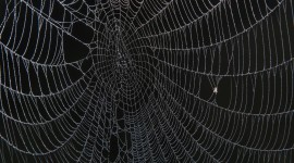 Spiderweb Desktop Wallpaper