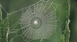 Spiderweb Wallpaper Gallery