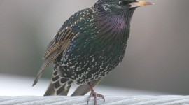 Starling Wallpaper For IPhone