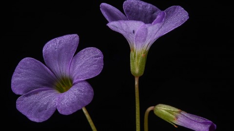 Wood Violet wallpapers high quality