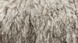 Wool Wallpaper Free