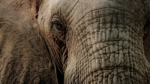4K Elephant wallpapers high quality