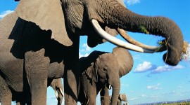 4K Elephant Desktop Wallpaper