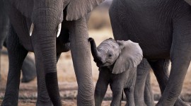 4K Elephant Photo