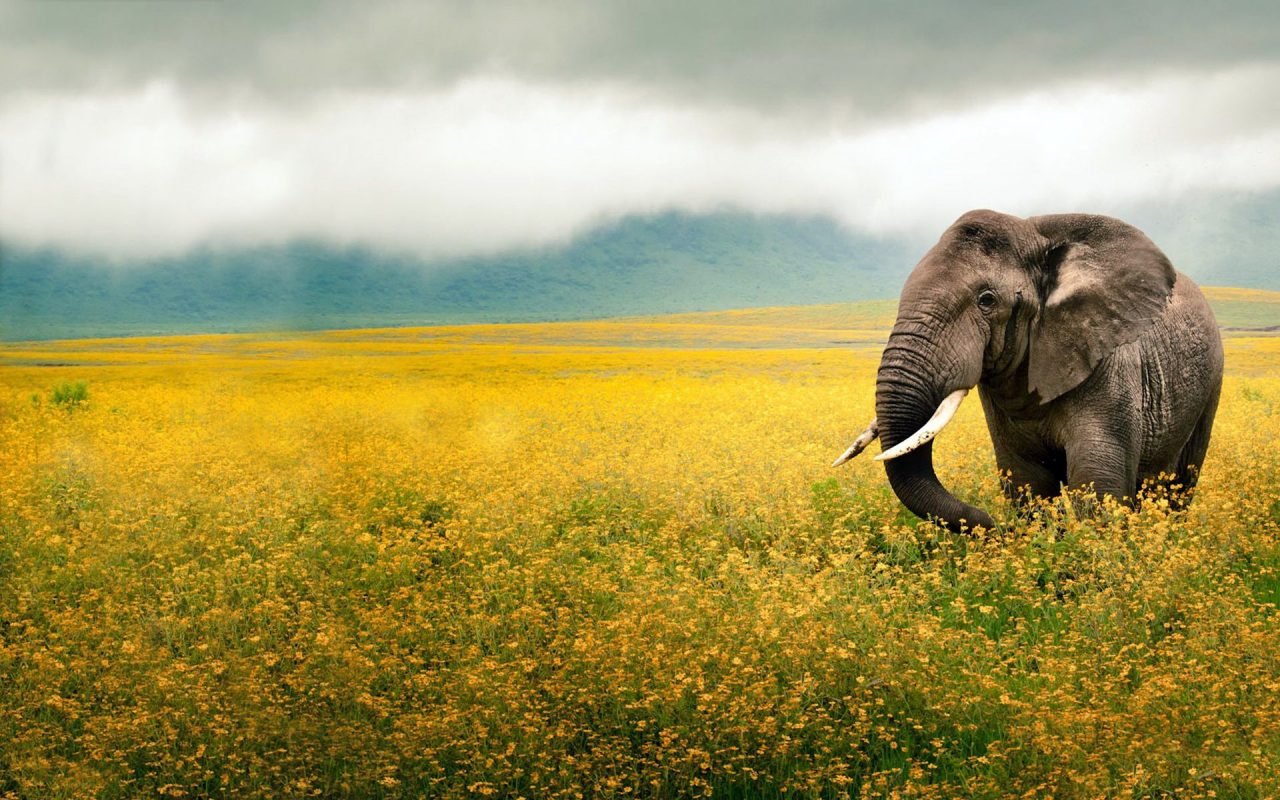 4k-elephant-wallpapers-high-quality-download-free