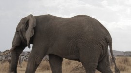 4K Elephant Wallpaper For IPhone