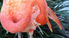 4K Flamingo Wallpaper Download Free