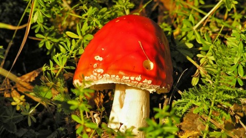 4K Fly Agaric wallpapers high quality