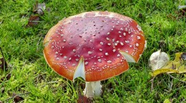 4K Fly Agaric Photo Download
