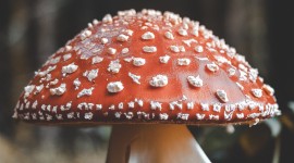 4K Fly Agaric Wallpaper For Android