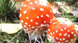 4K Fly Agaric Wallpaper For IPhone