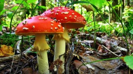 4K Fly Agaric Wallpaper For PC
