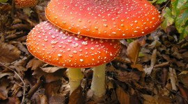 4K Fly Agaric Wallpaper Free