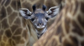 4K Giraffe Photo