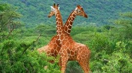 4K Giraffe Wallpaper Background