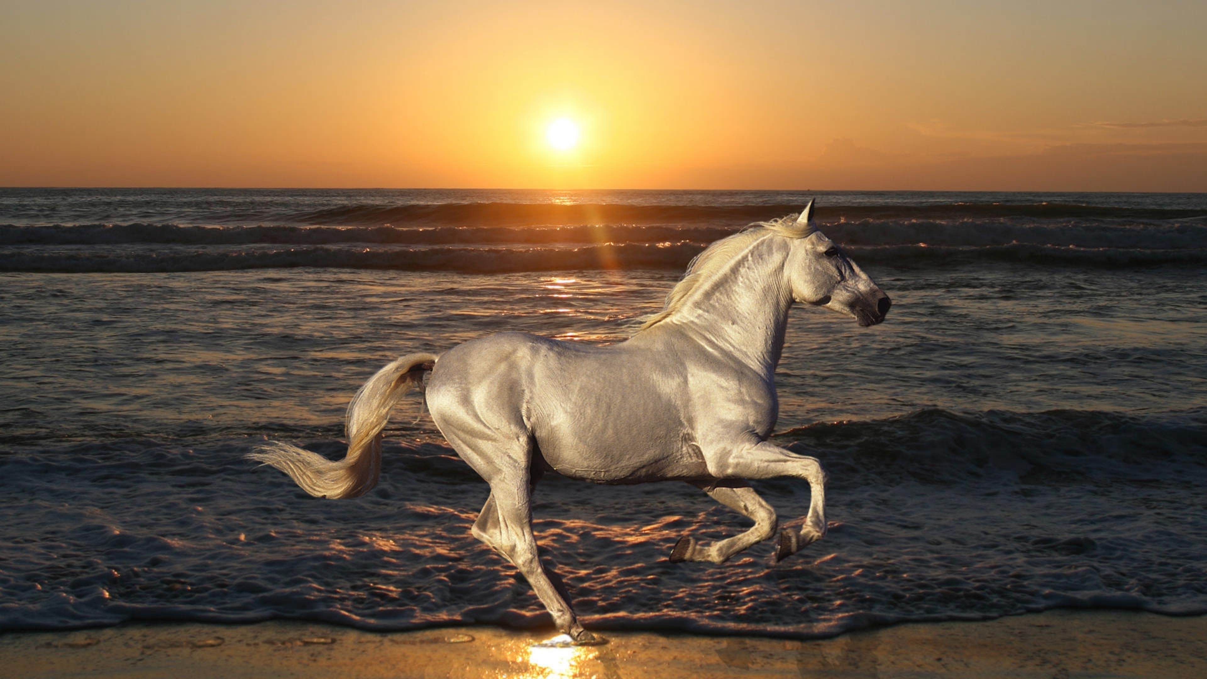 4K Horses Wallpapers High Quality | Download Free