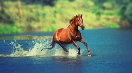 4K Horses Desktop Wallpaper