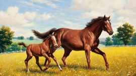 4K Horses Desktop Wallpaper For PC