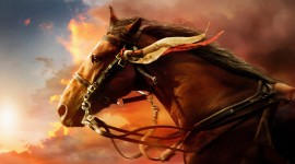4K Horses Wallpaper Download Free