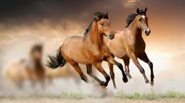 4K Horses Wallpaper For PC