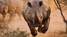 4K Rhino Best Wallpaper