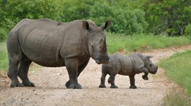 4K Rhino Photo Download