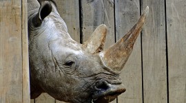 4K Rhino Wallpaper Free