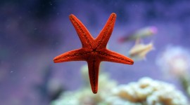 4K Starfish Photo Download