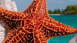 4K Starfish Wallpaper For The Smartphone