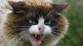 Angry Cat Desktop Wallpaper