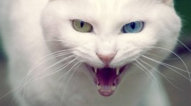 Angry Cat Desktop Wallpaper HD