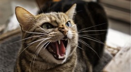 Angry Cat Wallpaper