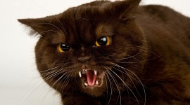 Angry Cat Wallpaper Download