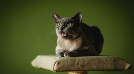 Angry Cat Wallpaper Download Free