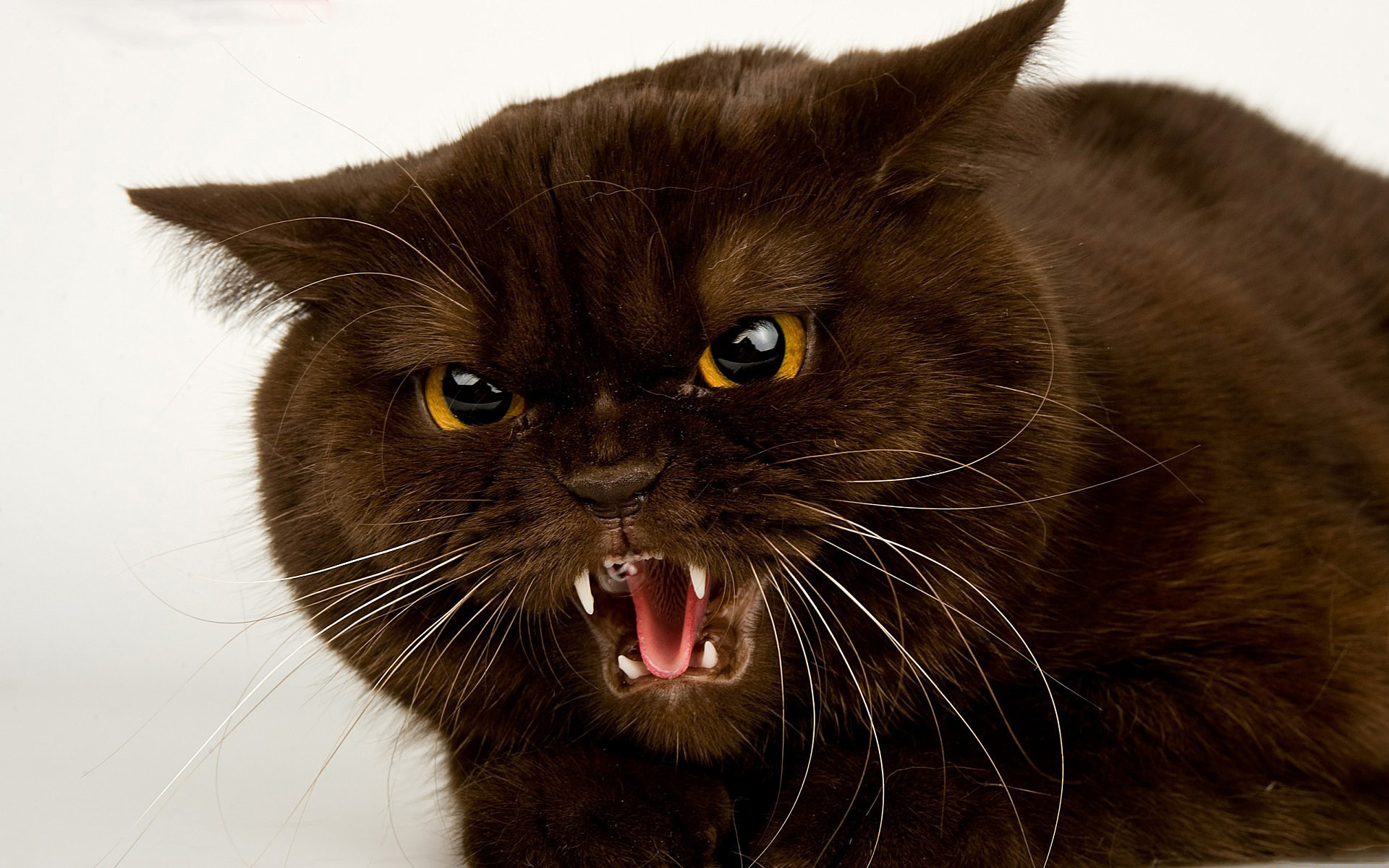 Angry Cat Wallpapers High Quality | Download Free