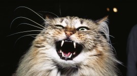 Angry Cat Wallpaper For Desktop