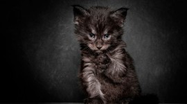 Angry Cat Wallpaper Free