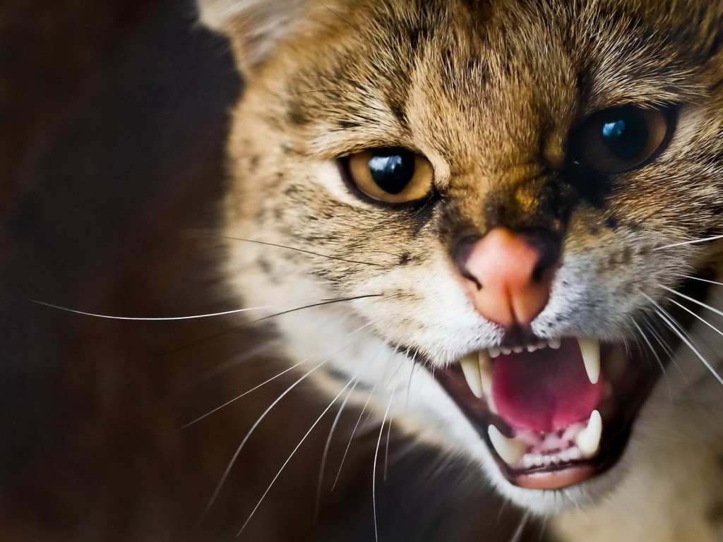 Angry Cat wallpapers HD