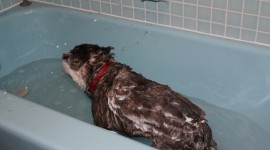 Animals Baths Photo