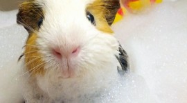 Animals Baths Wallpaper For IPhone
