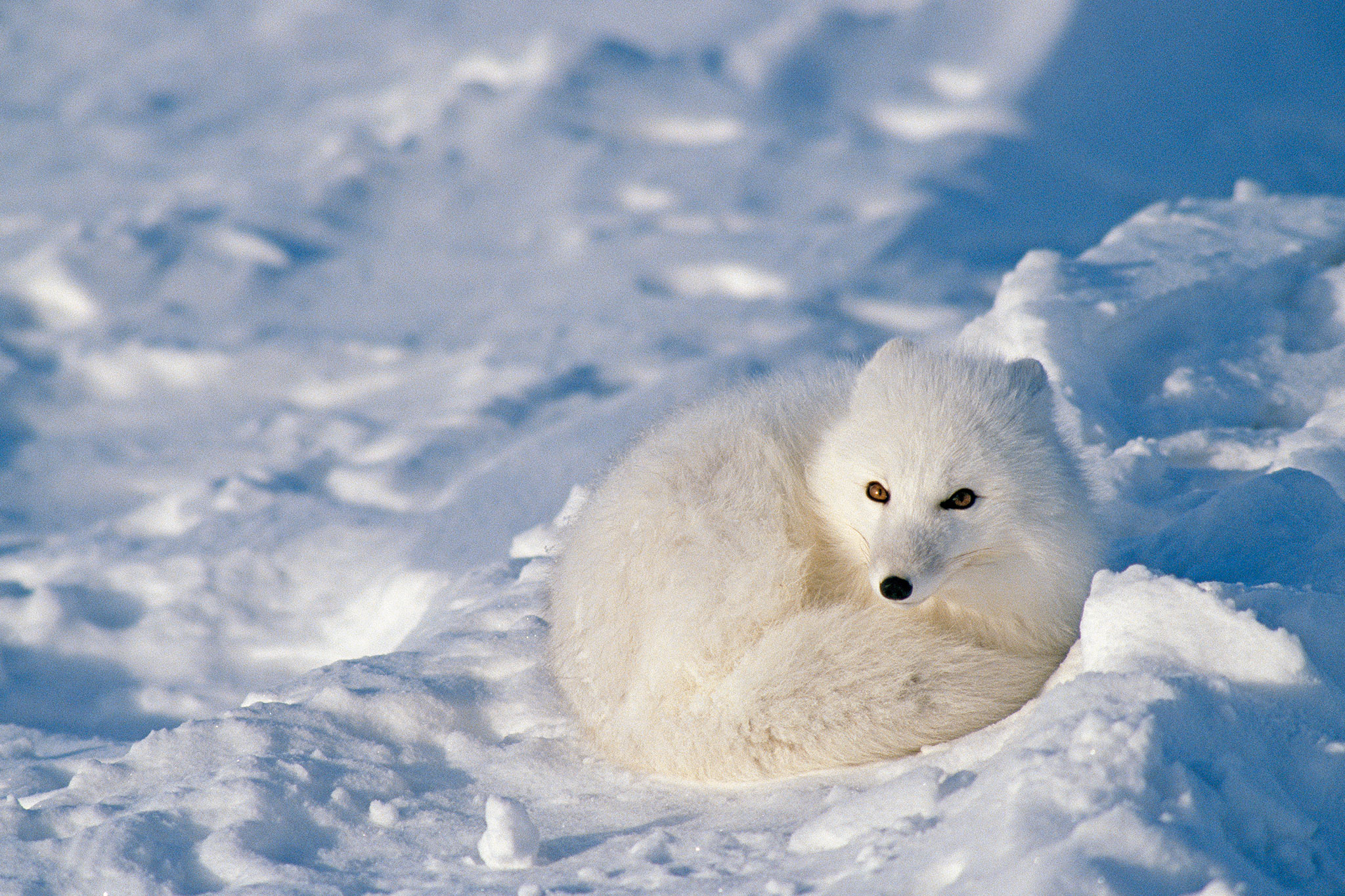 Animals In Winter Wallpapers High Quality | Download Free