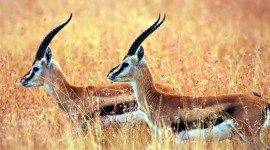 Antelope Best Wallpaper
